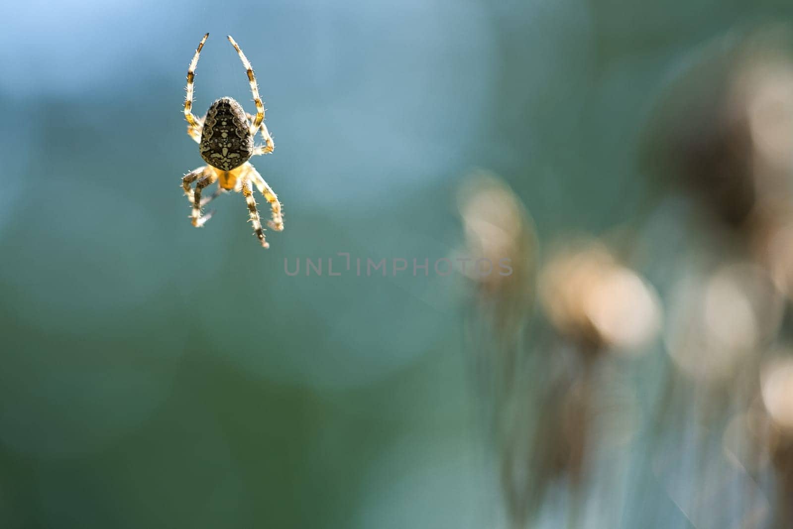 Cross spider crawling on a spider thread. Blurred background. A useful hunter among insects. Arachnid. Animal photo from the wild.