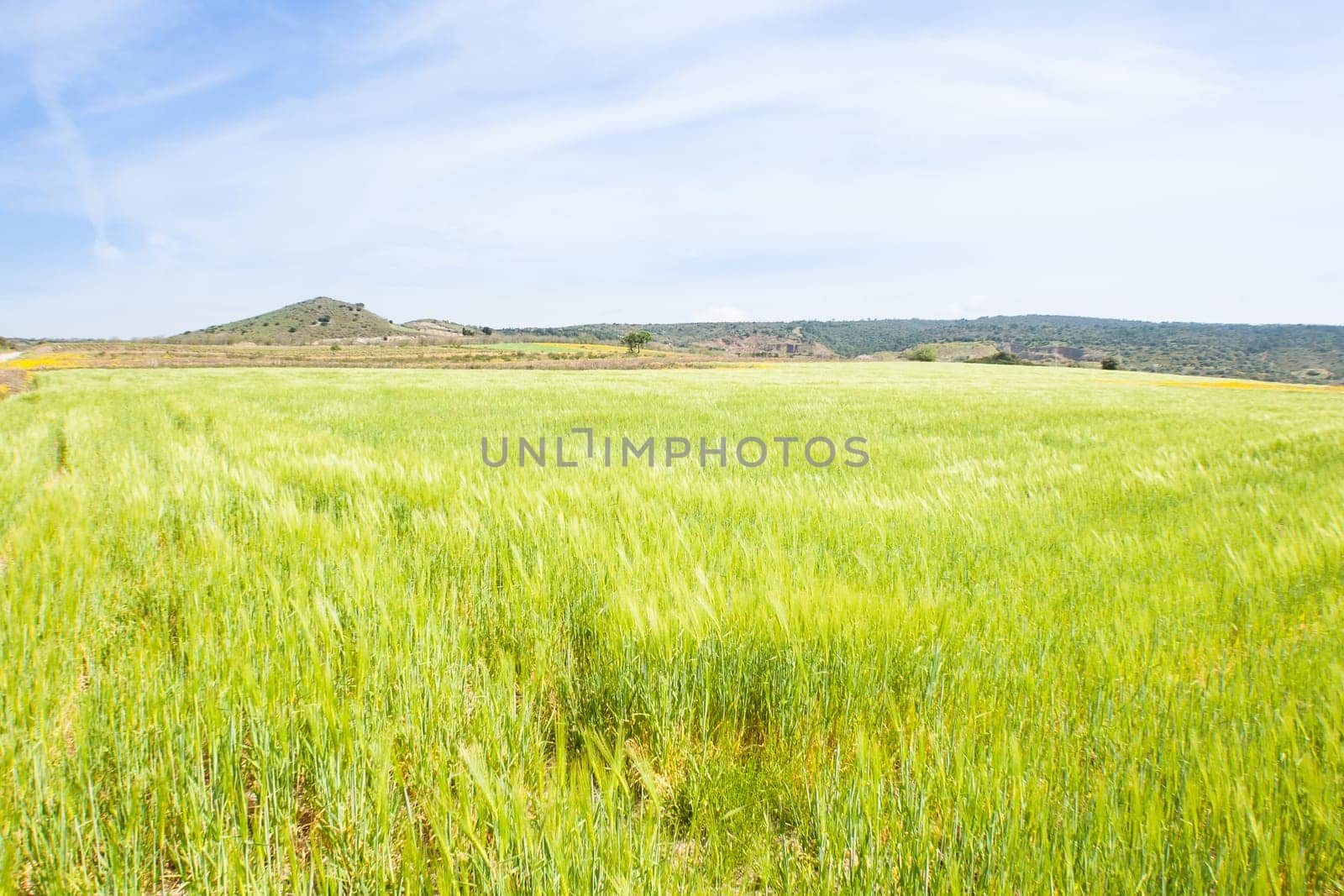 sea green wheat. In front of a field of wheat, seem like a green sea