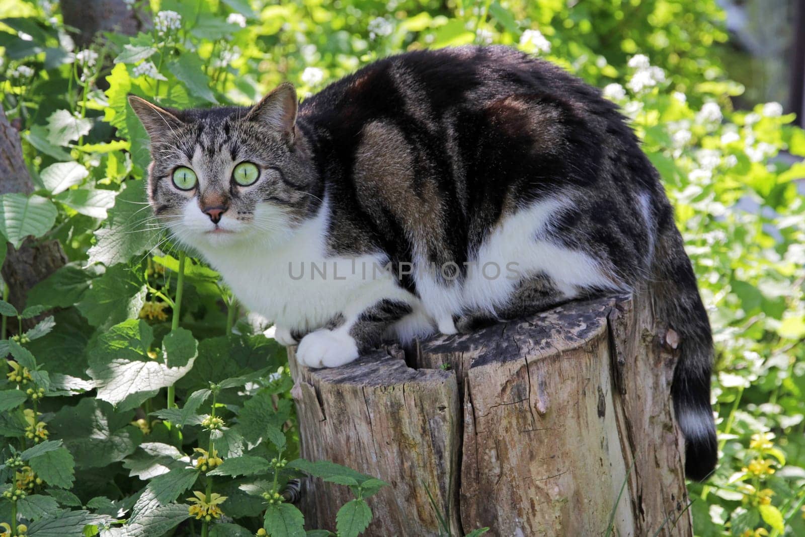 A small cat sits curiously and attentively on a tree trunk