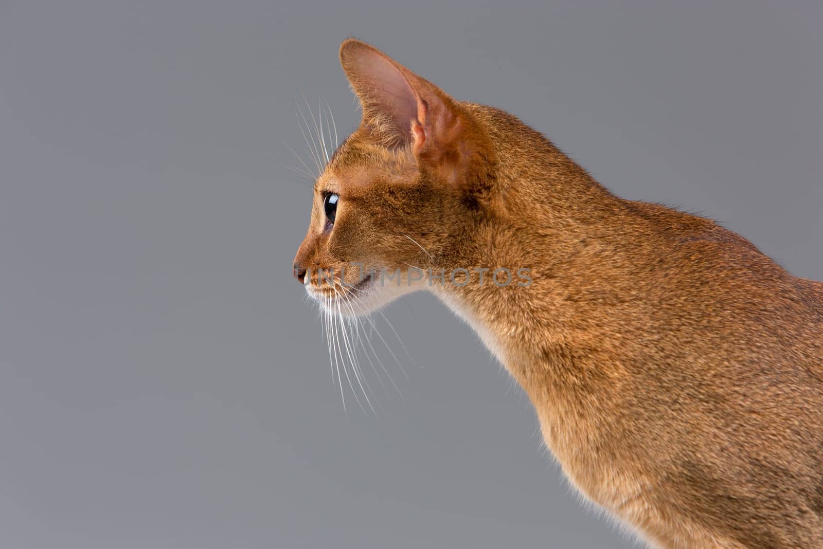 Purebred abyssinian young cat portrait isolated on gray