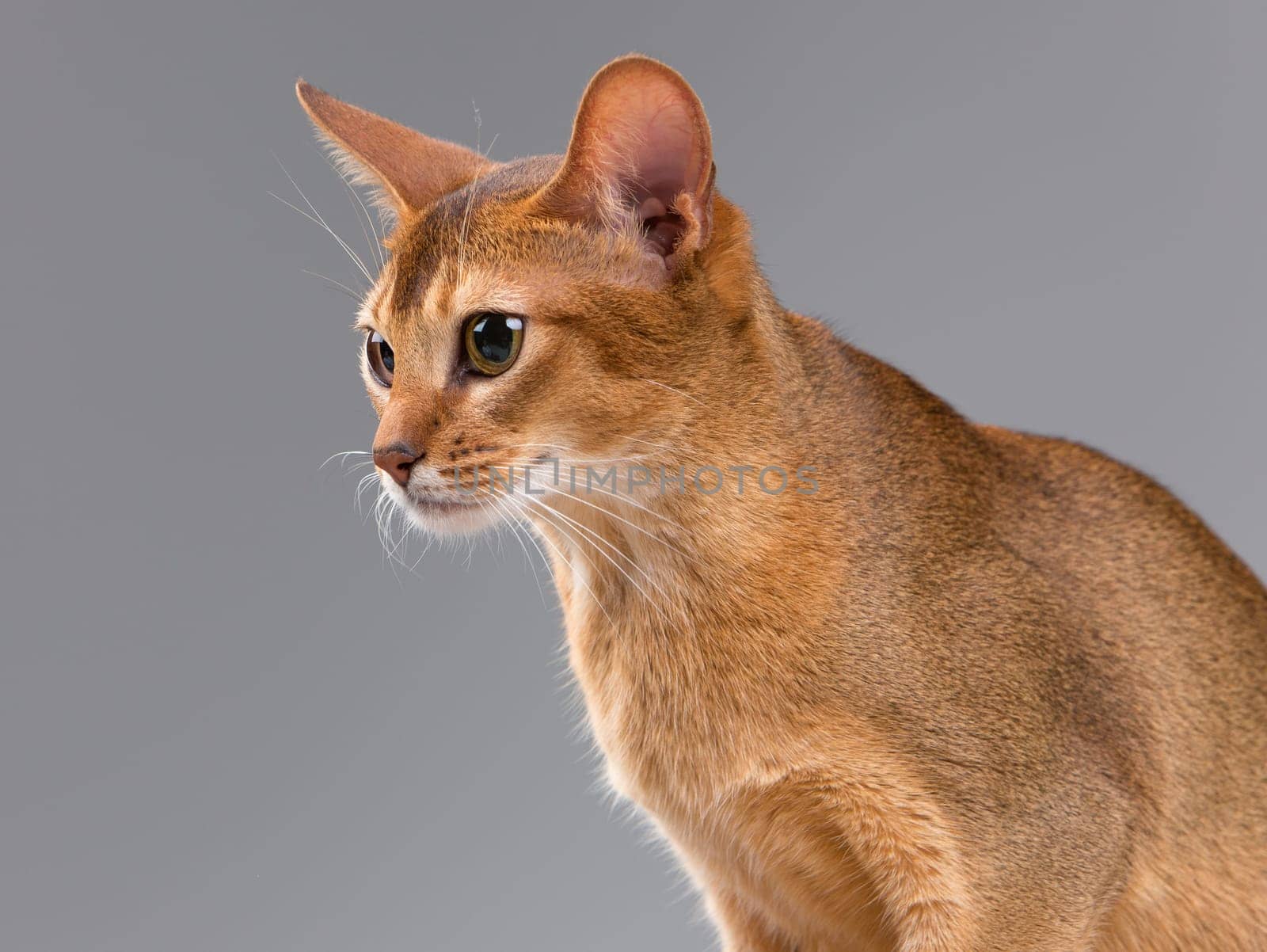 Purebred abyssinian young cat portrait isolated on gray