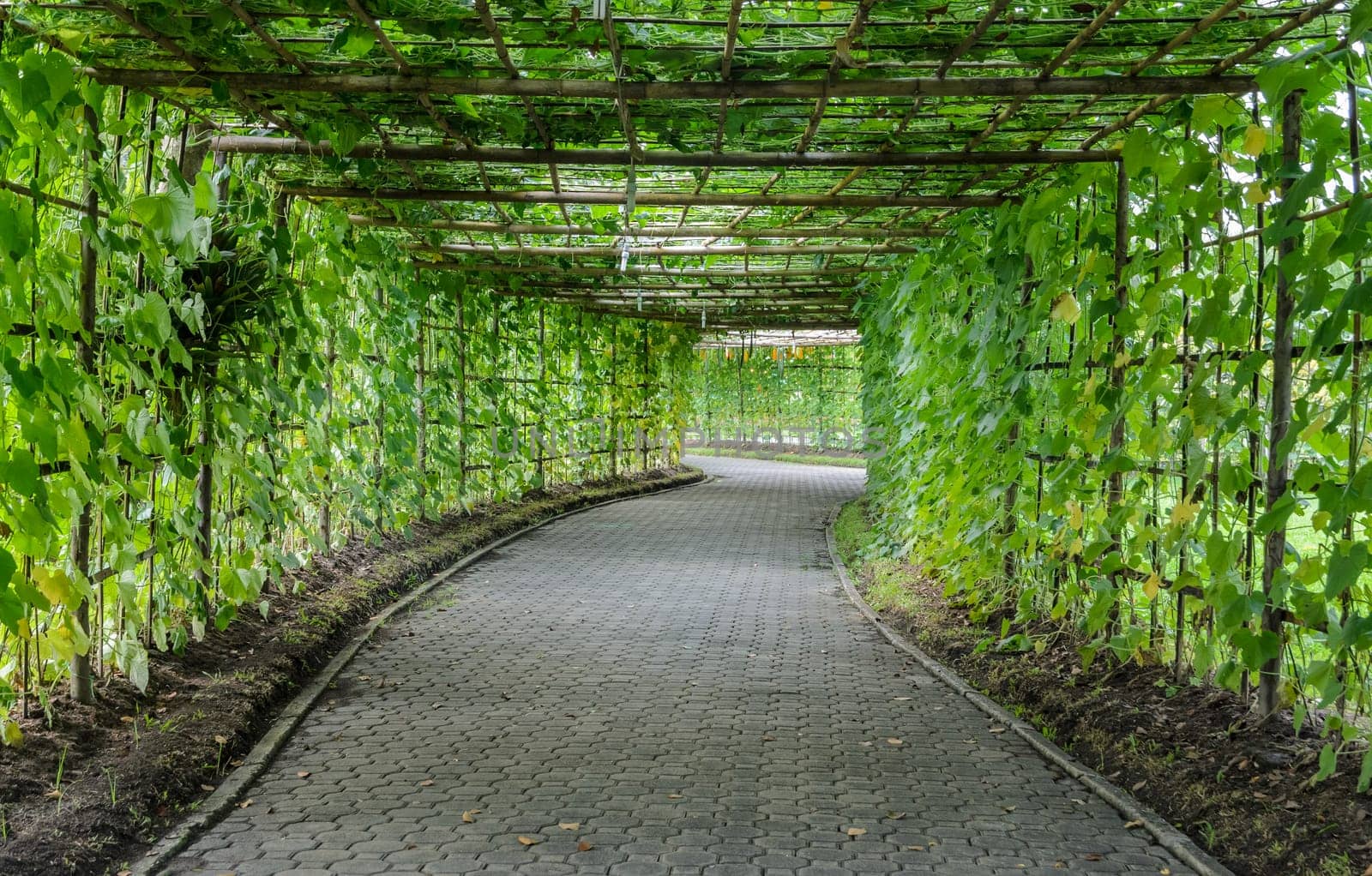 Tree tunnel of Angled Luffa plant (Luffa acutangula)