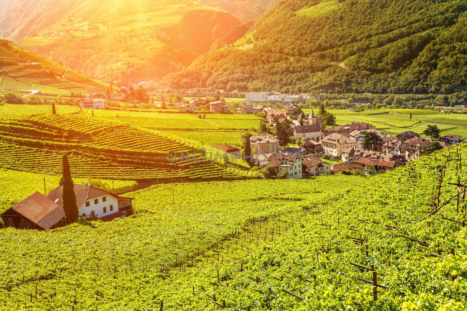 Beautiful sunset view over a vineyard in Bolzano, Italy