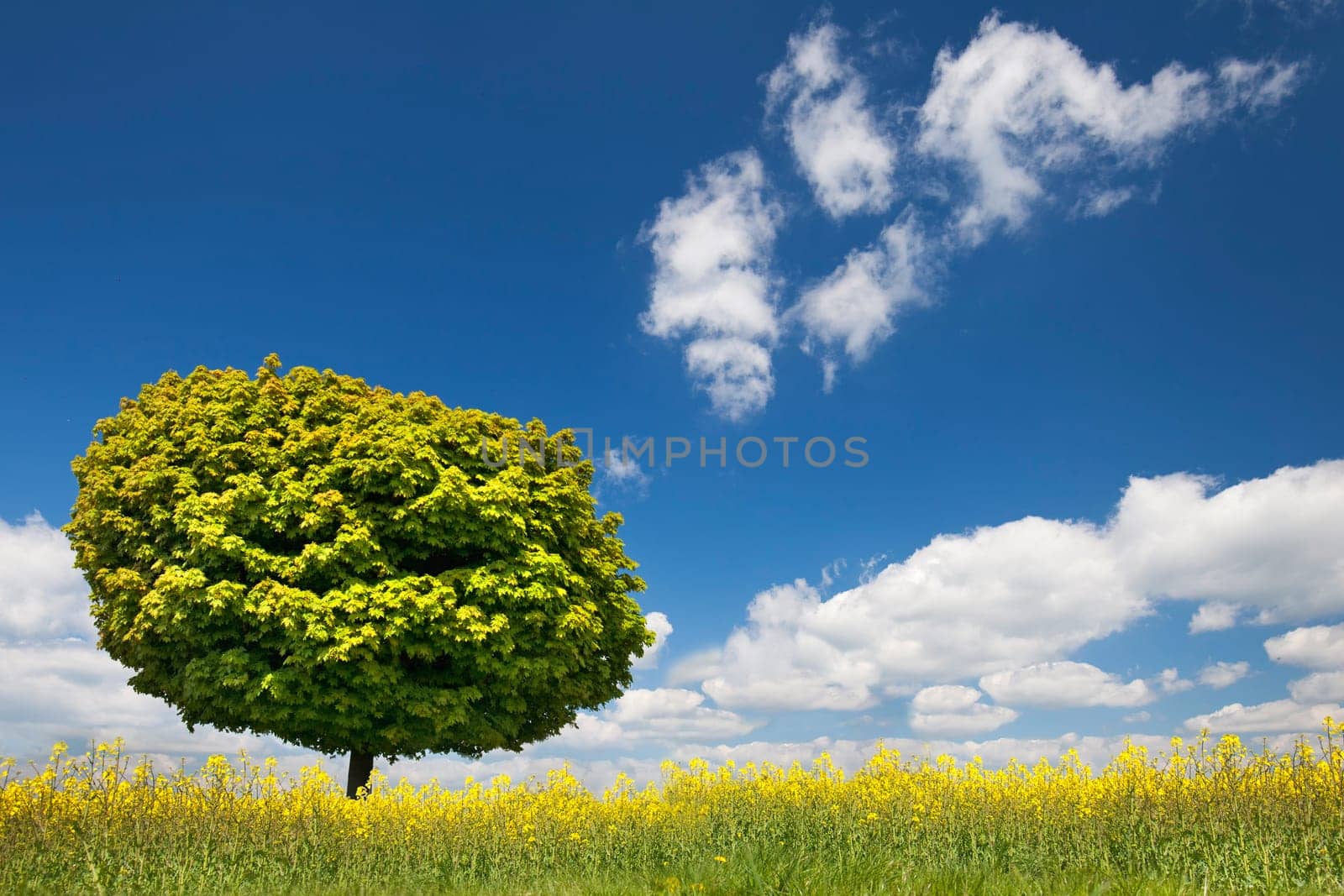 green round tree