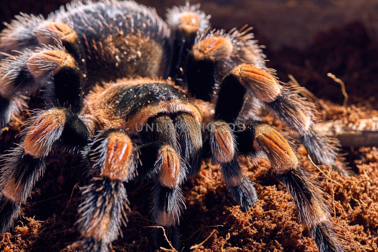 Mexican red knee tarantula Brachypelma smithi. close-up on a background of brown soil