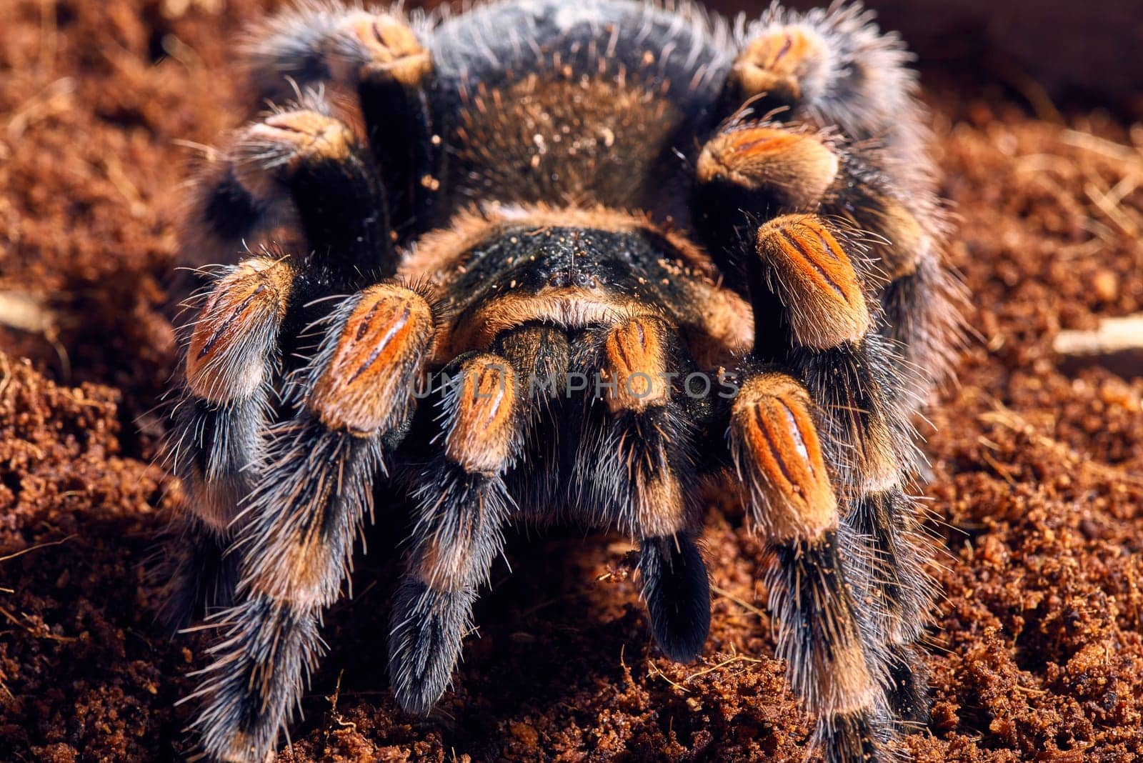 Mexican red knee tarantula Brachypelma smithi. close-up on a background of brown soil