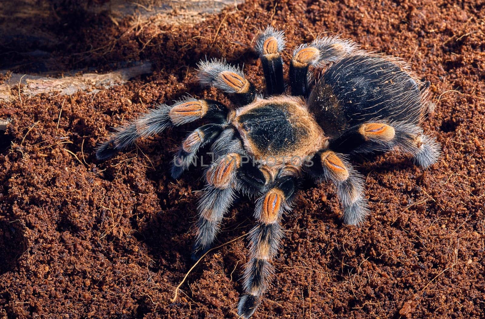 Mexican red knee tarantula Brachypelma smithi. close-up on a background of brown soil