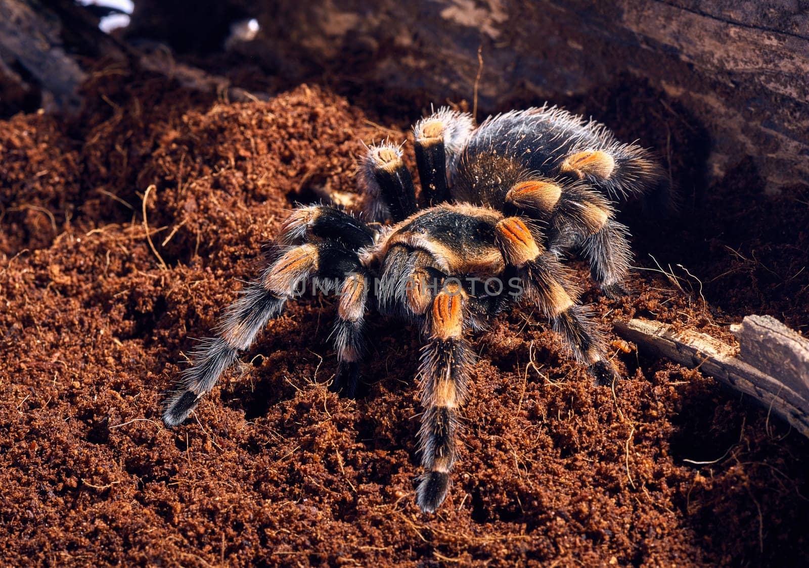 Mexican red knee tarantula Brachypelma smithi. close-up on a background of brown soil