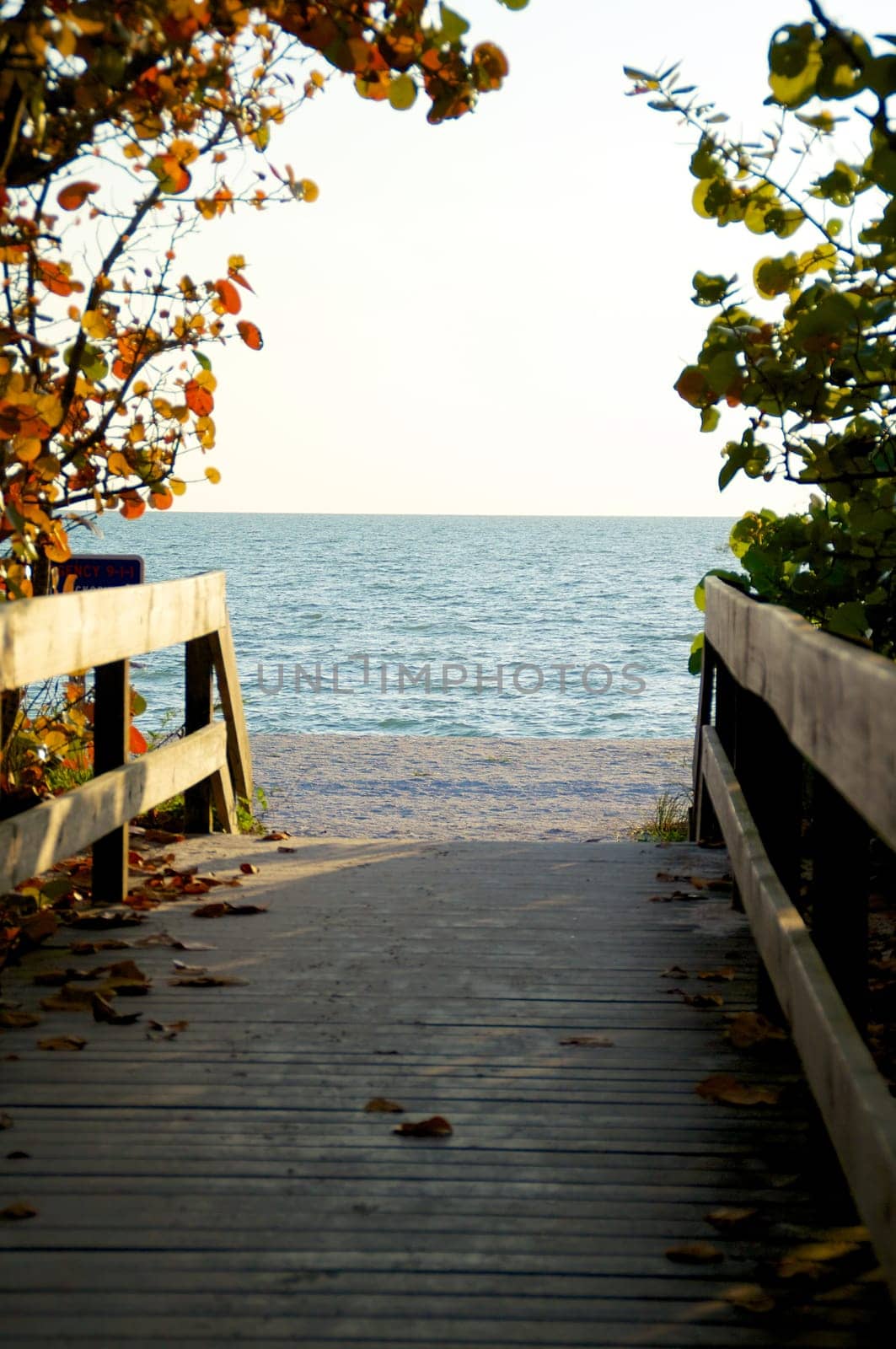 A raised wooden boardwalk with railings leads to the beach in bonita springs florida, with gulf of mexico in distance and sea grapes growing.