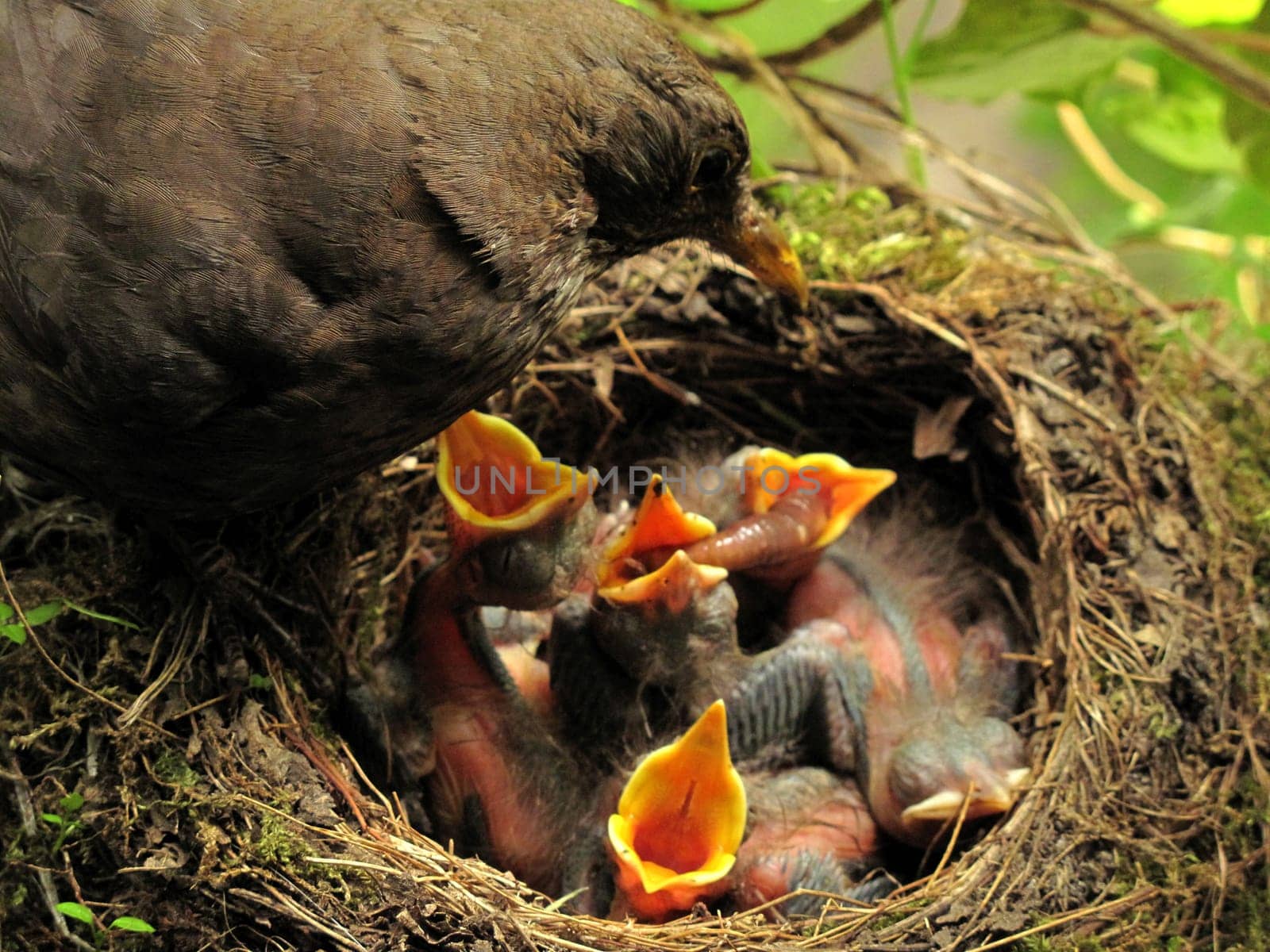 Wormsharing Amsel Mutti blackbird chicks sharing worms. Female blackbird feeding her young chicks with worms. Greedy little blackbird babies sharing a worm. Beacons of hungry blackbird babies wide open. Hungrige Amselküken werden von Amselmutter mit Regenwürmern gefüttert. Die Schnäbel der Amselbabys sind weit aufgerissen und die Amselkinder sind ständig am Betteln und wollen immer mehr zu fressen haben. Aufregun im Amselnest bei Fütterung. 5 kleine Amselküken frisch geschlüpft nebeneinder bei Fütterung durch Amselmutter im Nest.