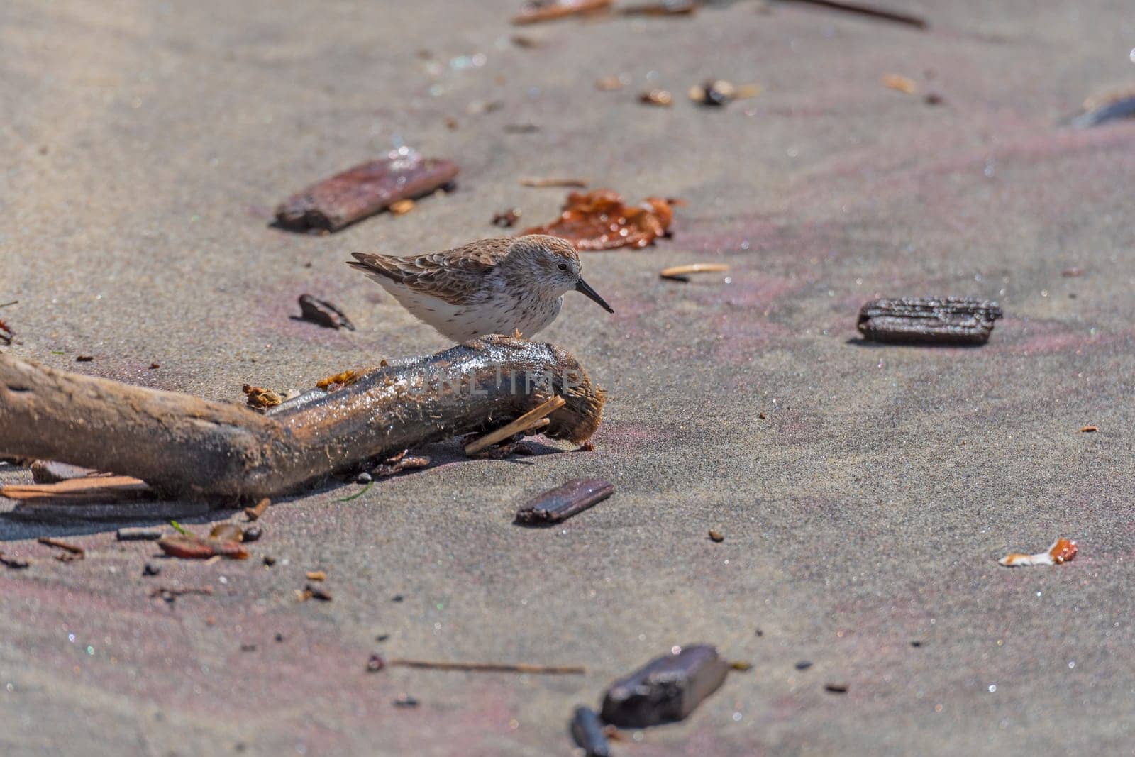 Western Sandpiper Searching the Beach in Pfeiffer Beach in California