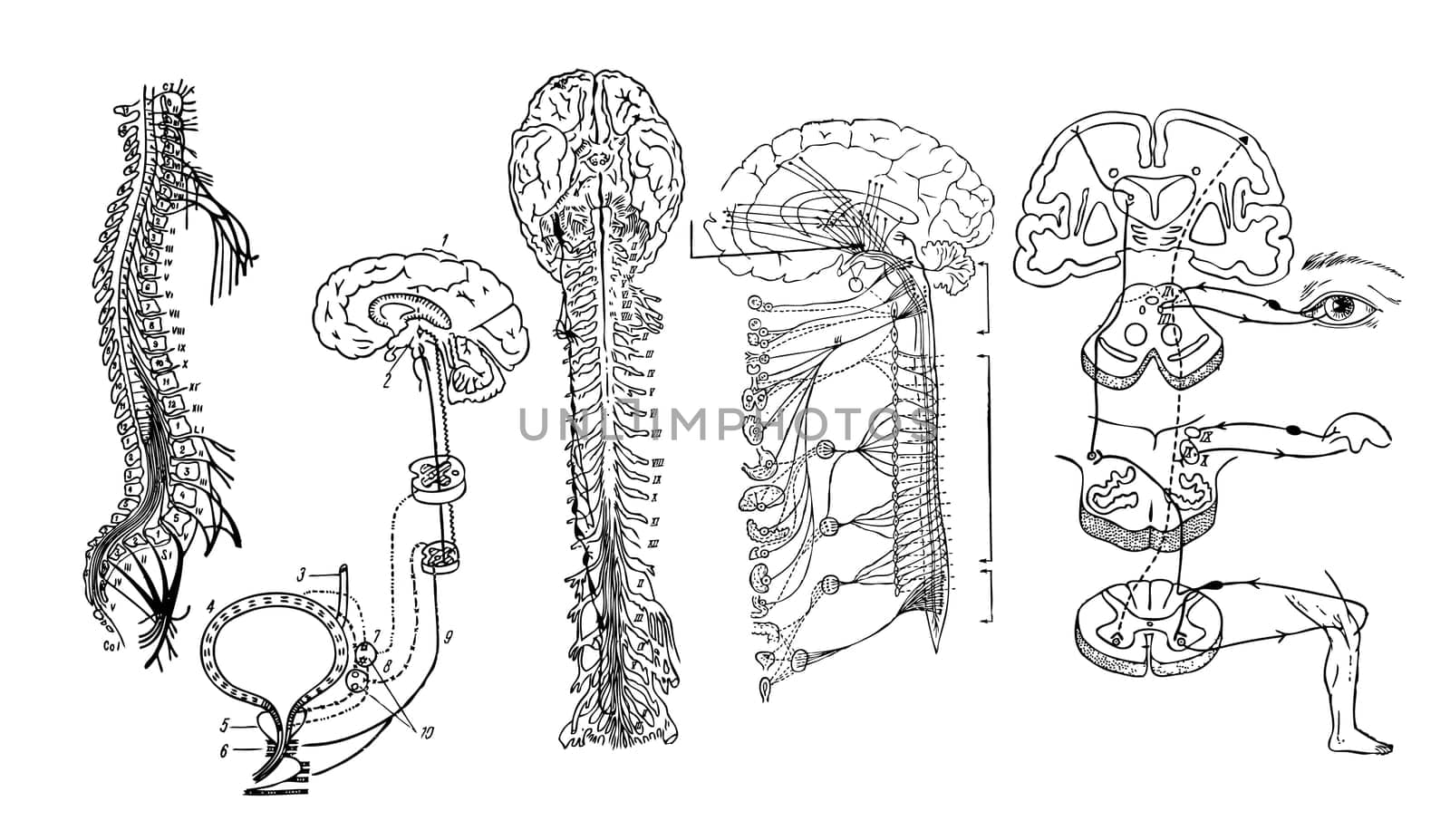 Vector. Central nervous system
