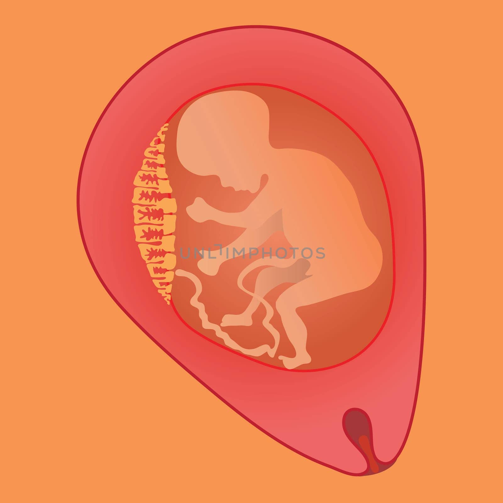 colorful illustration with fetus for your design