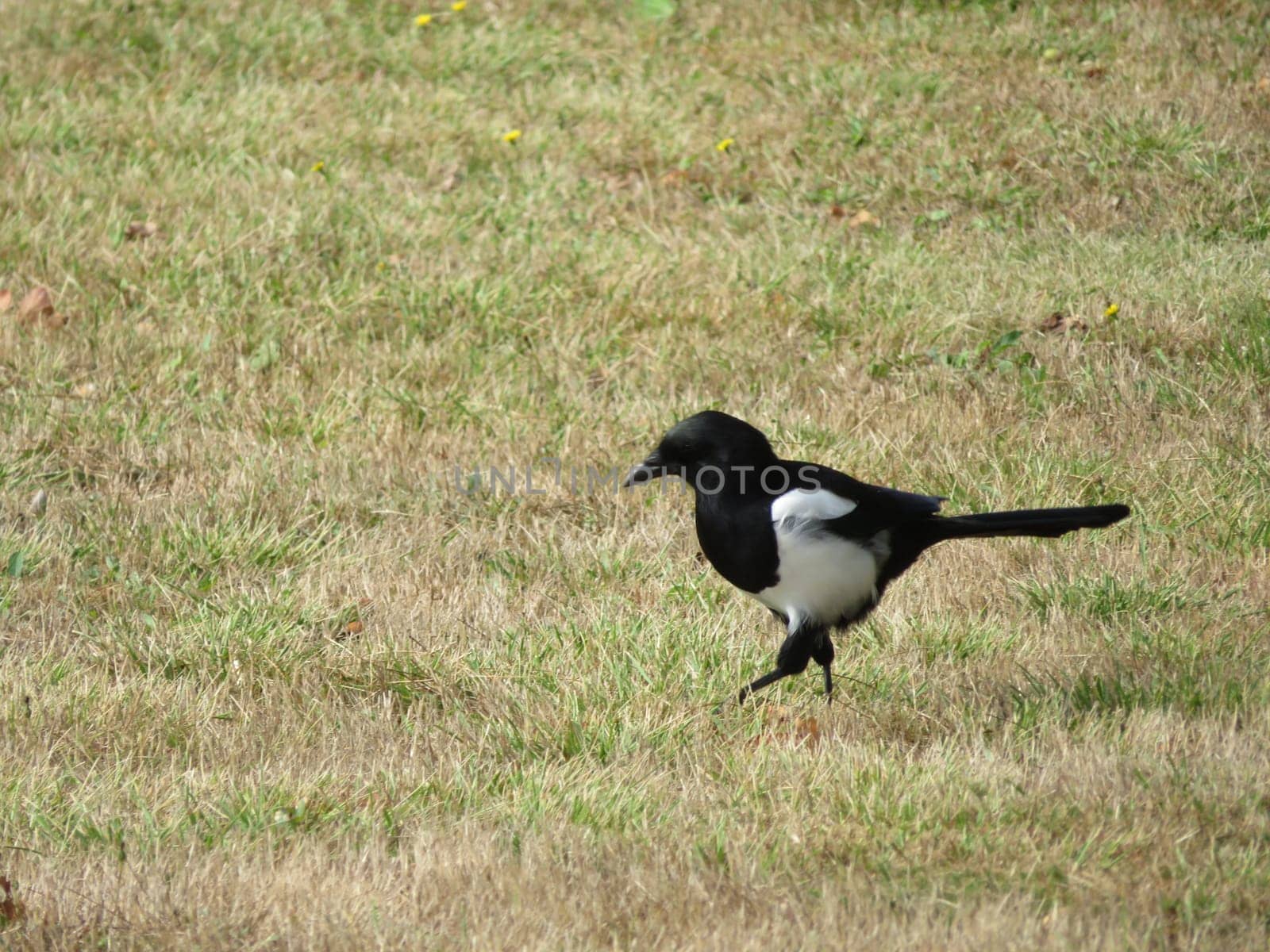 beautiful animal magpie bird scavenger black and white cunning