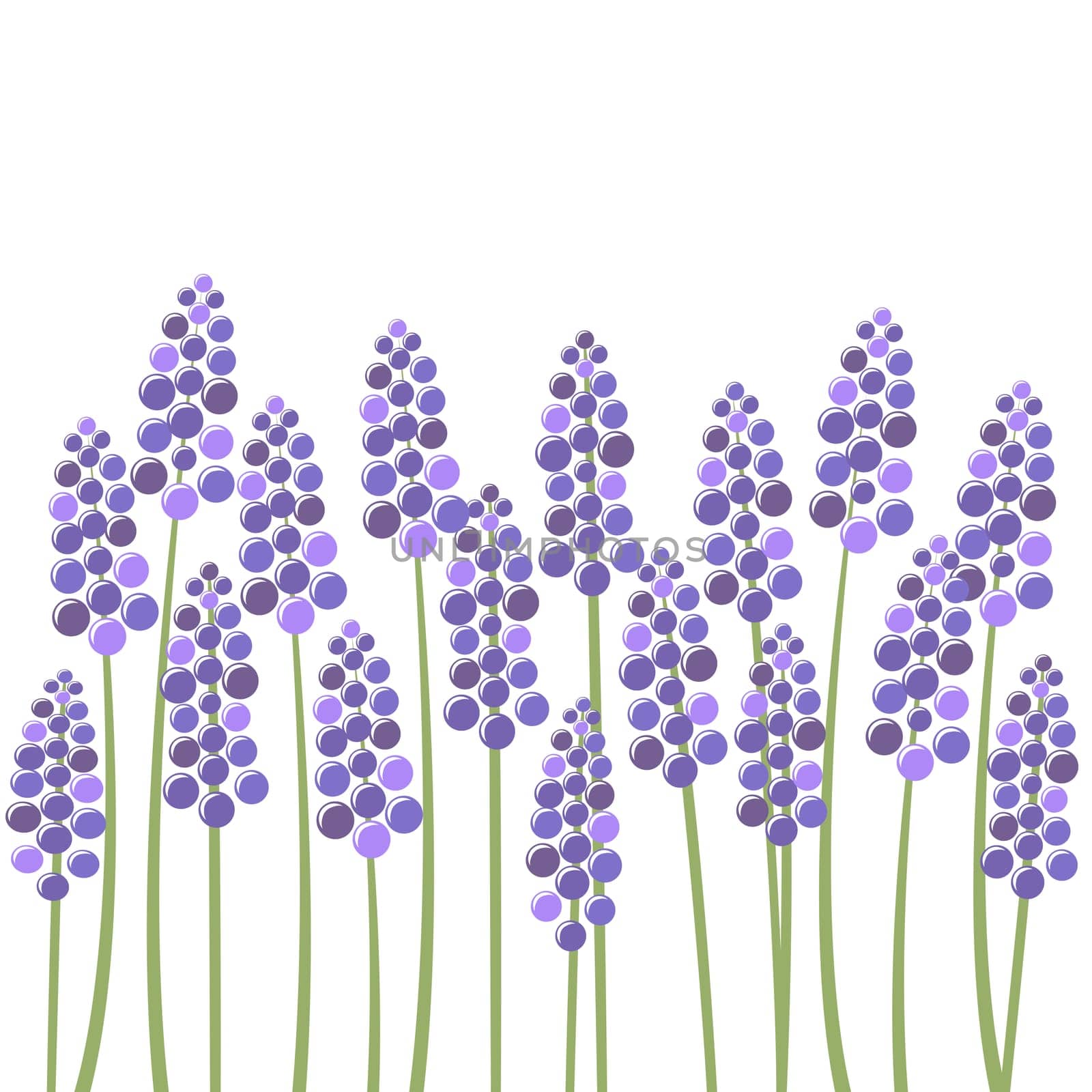 Field of lavender over white background