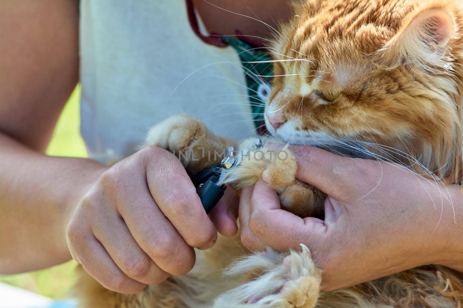 trimming the claws of a cat close-up. High quality photo