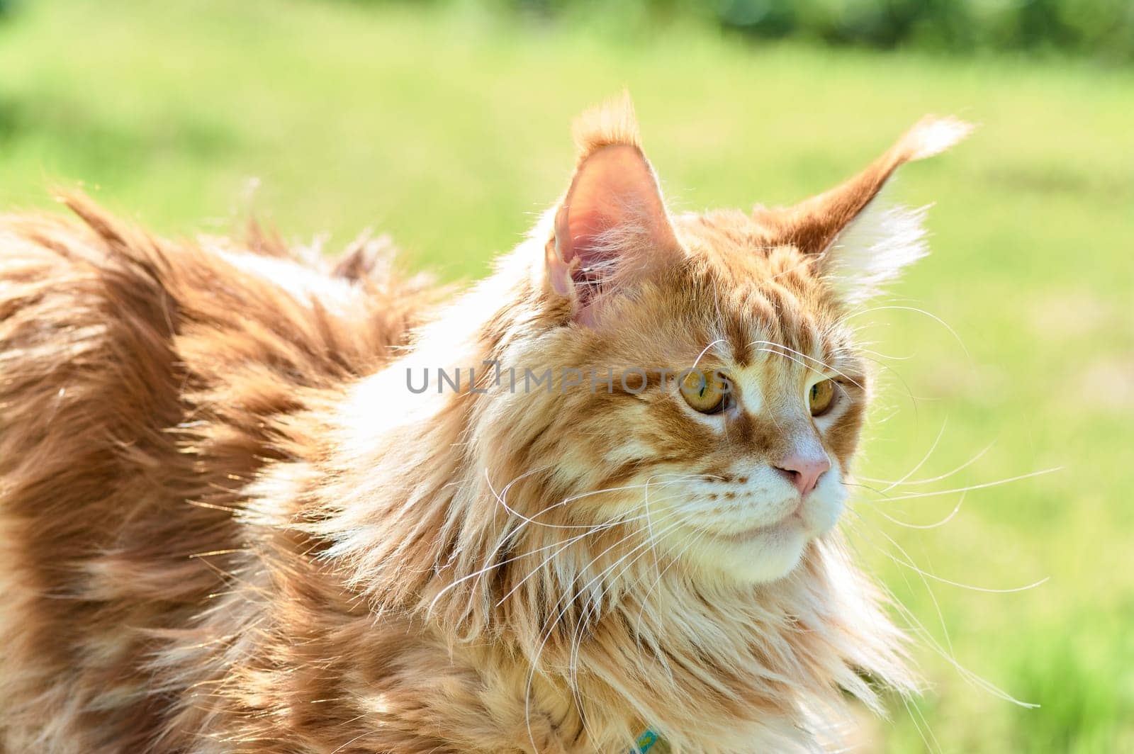 ginger cat looks into the camera close-up, meikun. High quality photo