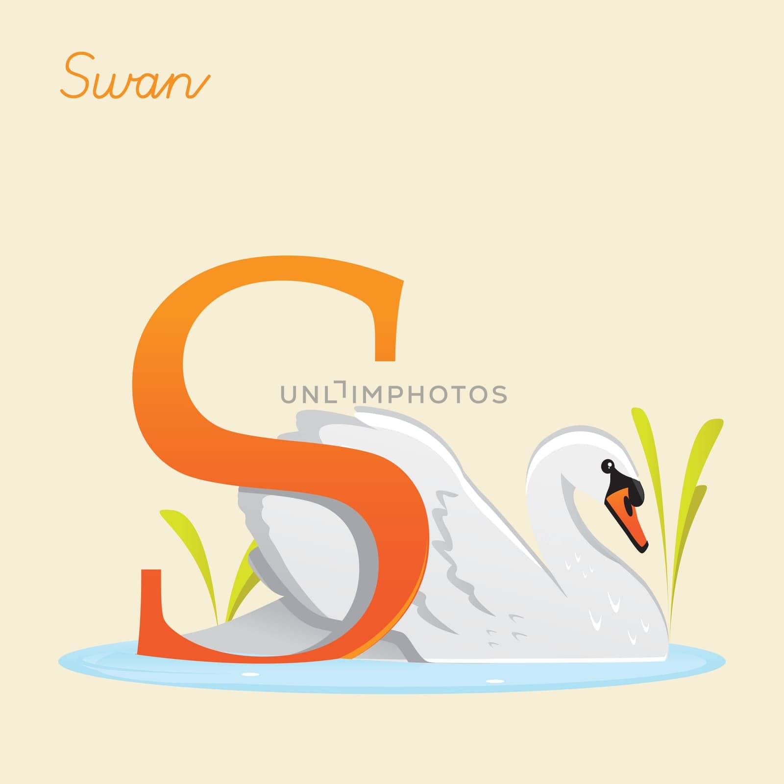 Animal alphabet with swan,  vector illustration