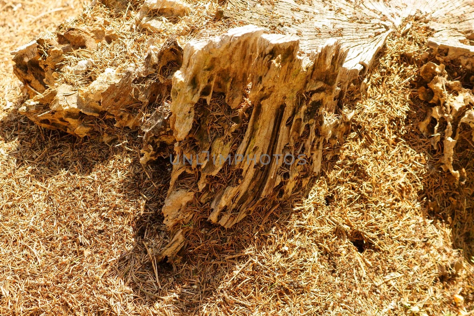 An anthill of forest ants in the middle of a dried-up and gnarled tree stump.