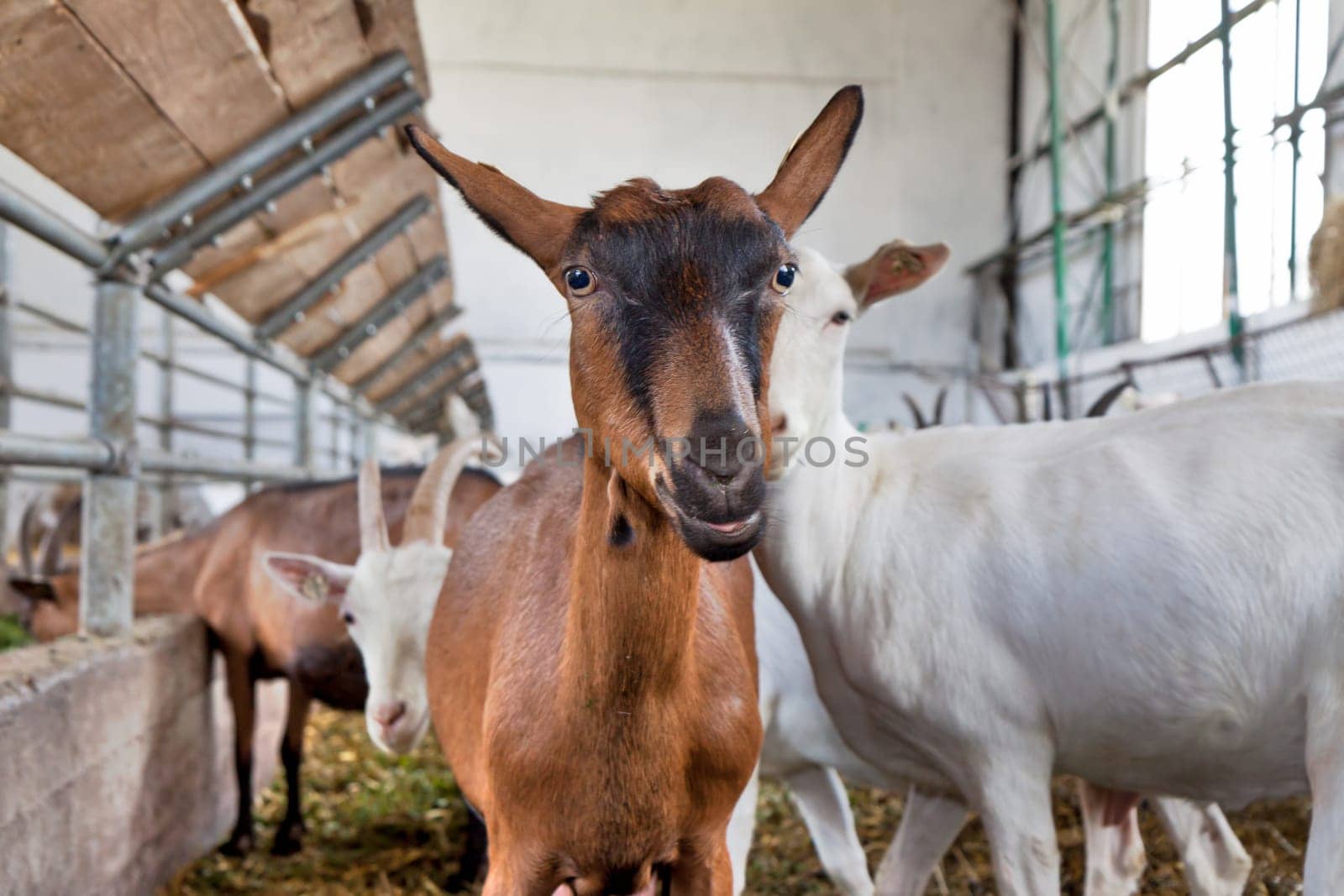Brown goat in the herd on the farm looking into the camera