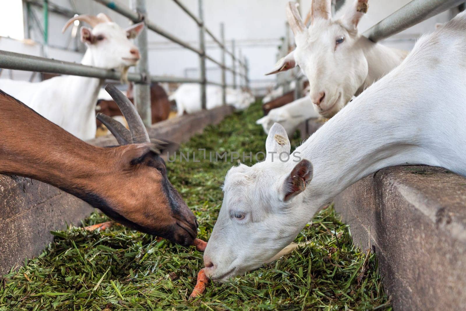 feeding goats on a farm in the manger with grass