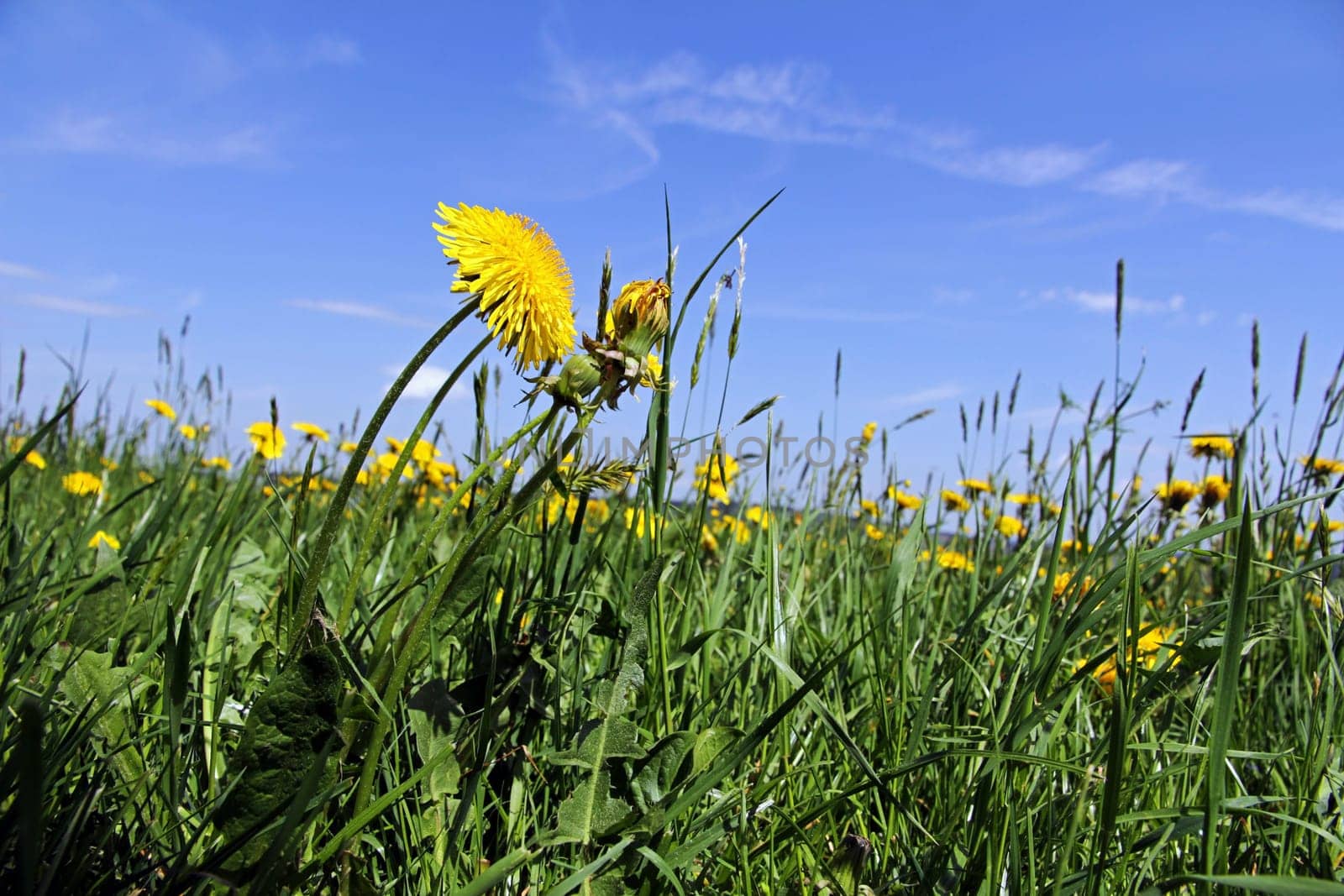 In spring,the dandelion blooms on the meadow. Dandelion blossom in spring