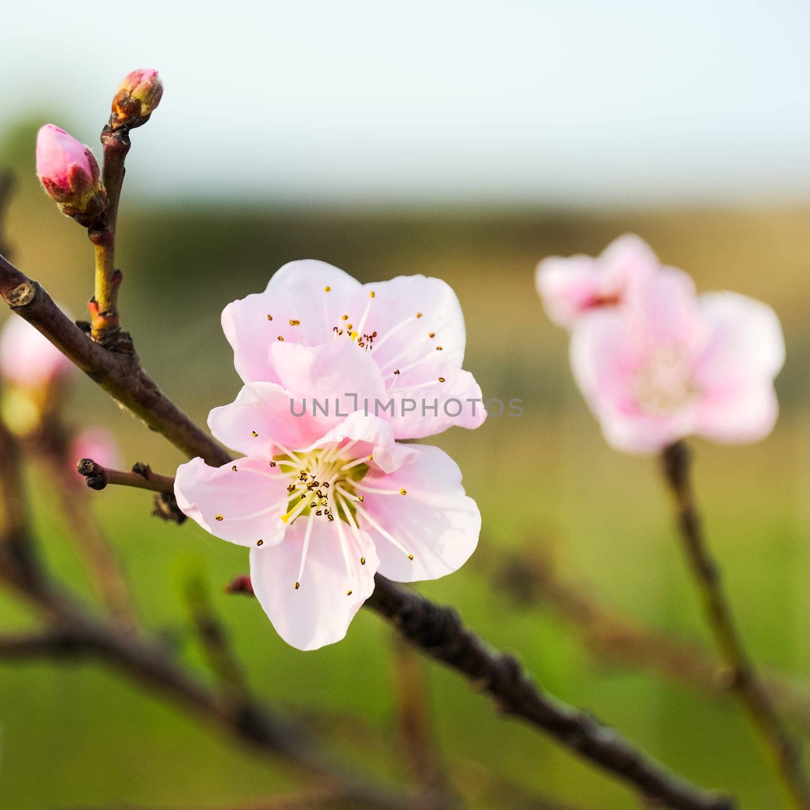Almond blossom on the tree in spring