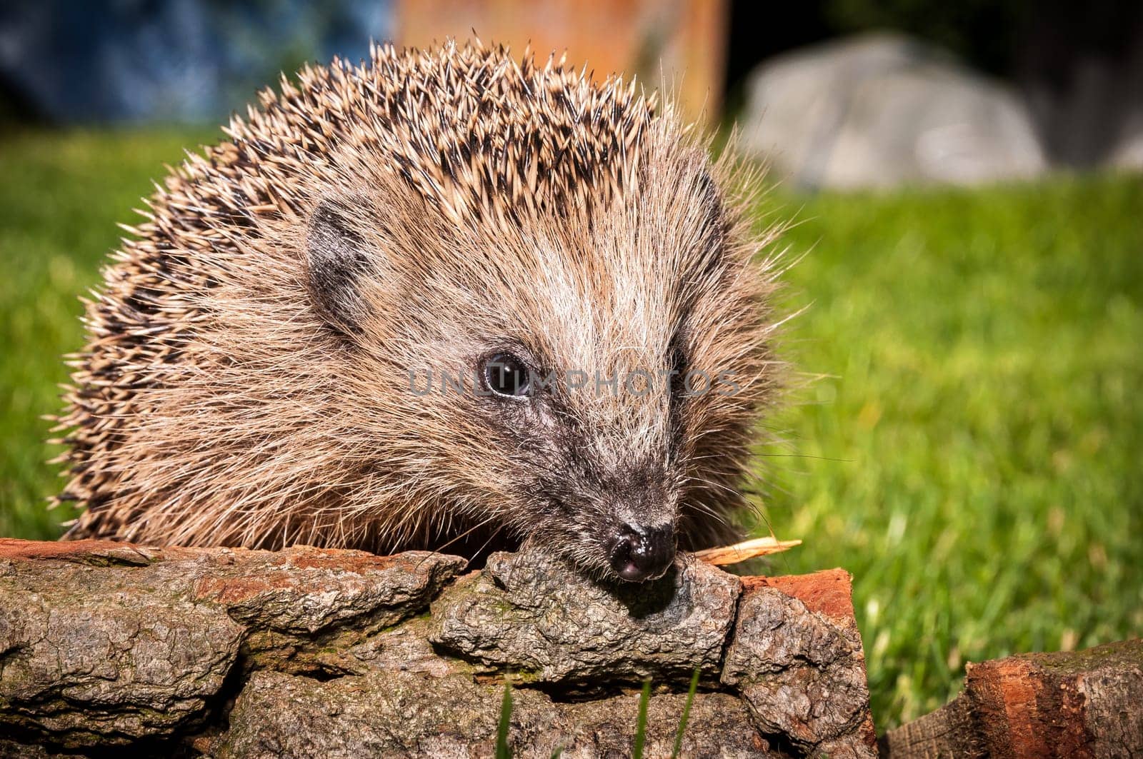 Hedgehog in the garden sitting on wood and sniffing