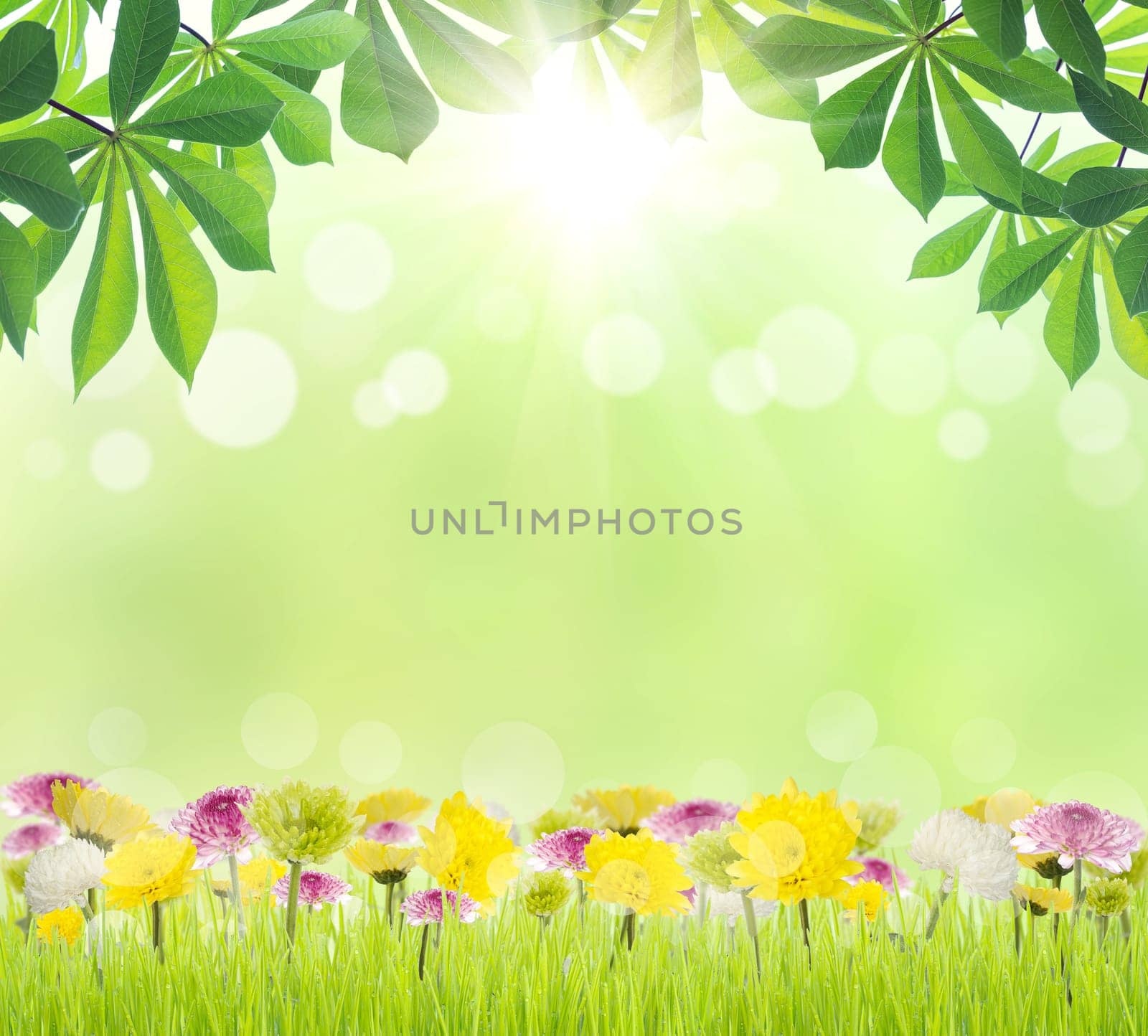 beauty green leaf and flower on grass spring season background