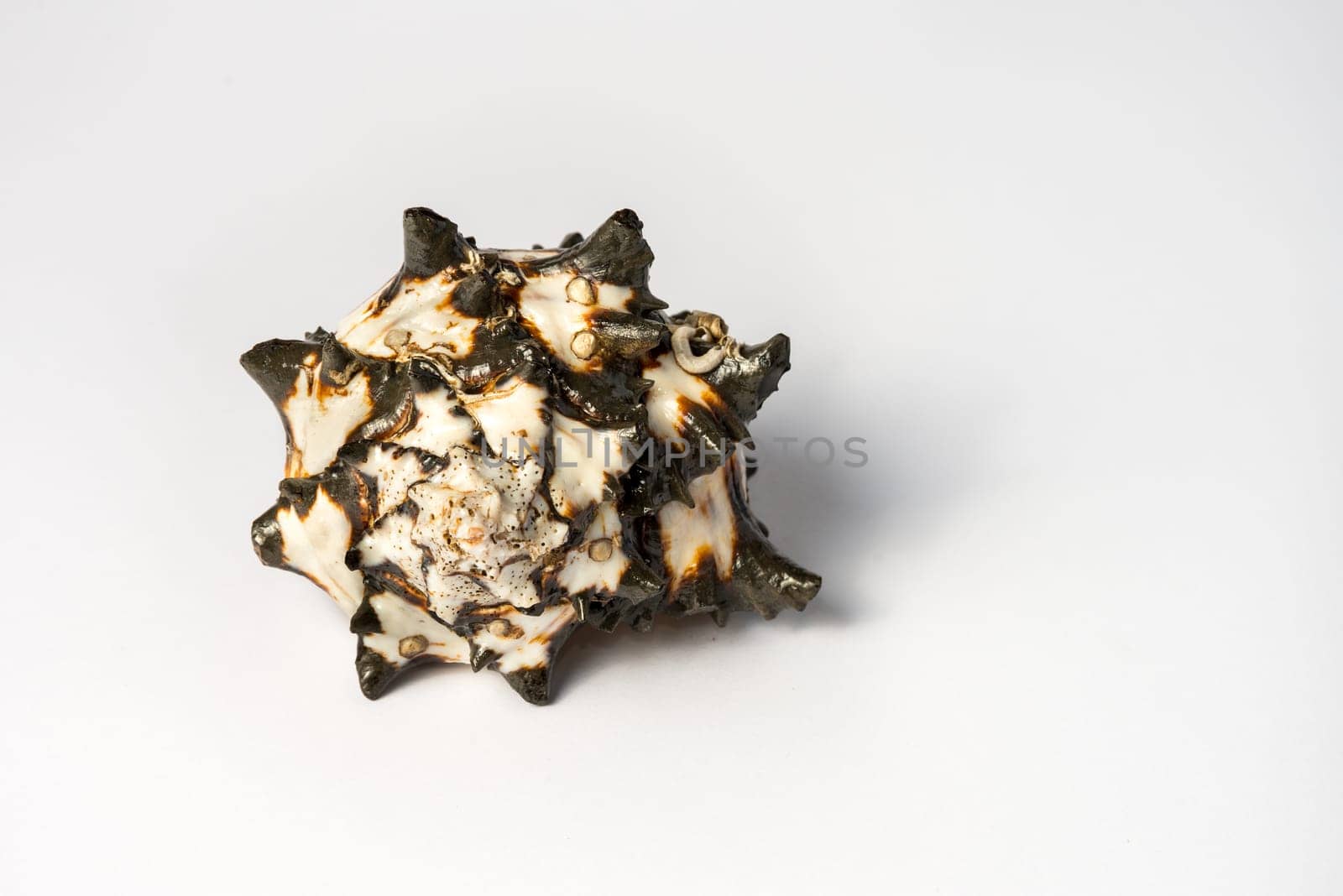 A big black and white isolated shell whit yellow and brown strips
