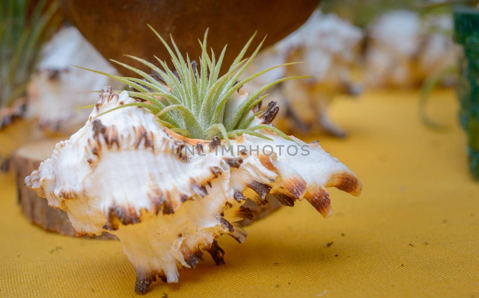 Nice composition of Tillandsia, species of evergreen, perennial flowering plants in the family Bromeliaceae, native to the forests, mountains and deserts of Central and South America, the southern United States and the West Indies.