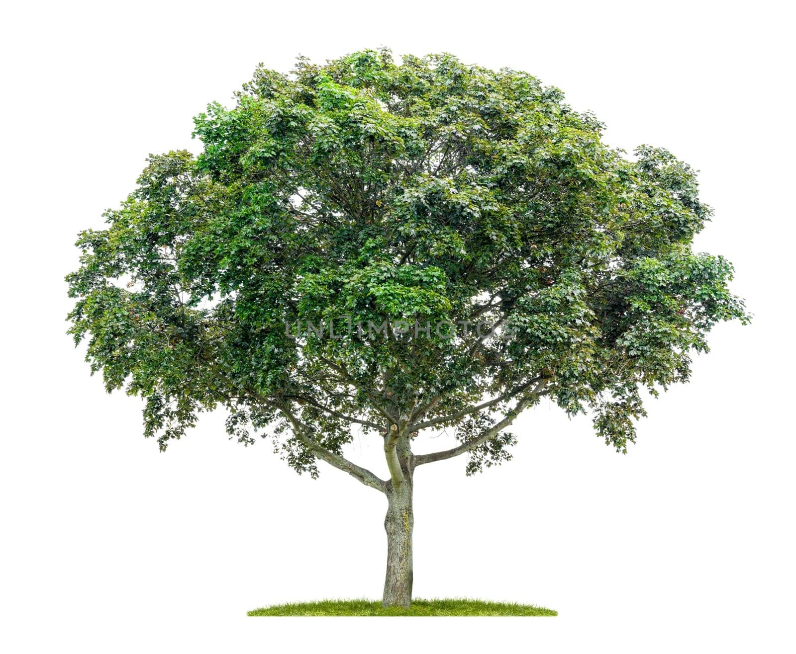 Maple against a white background