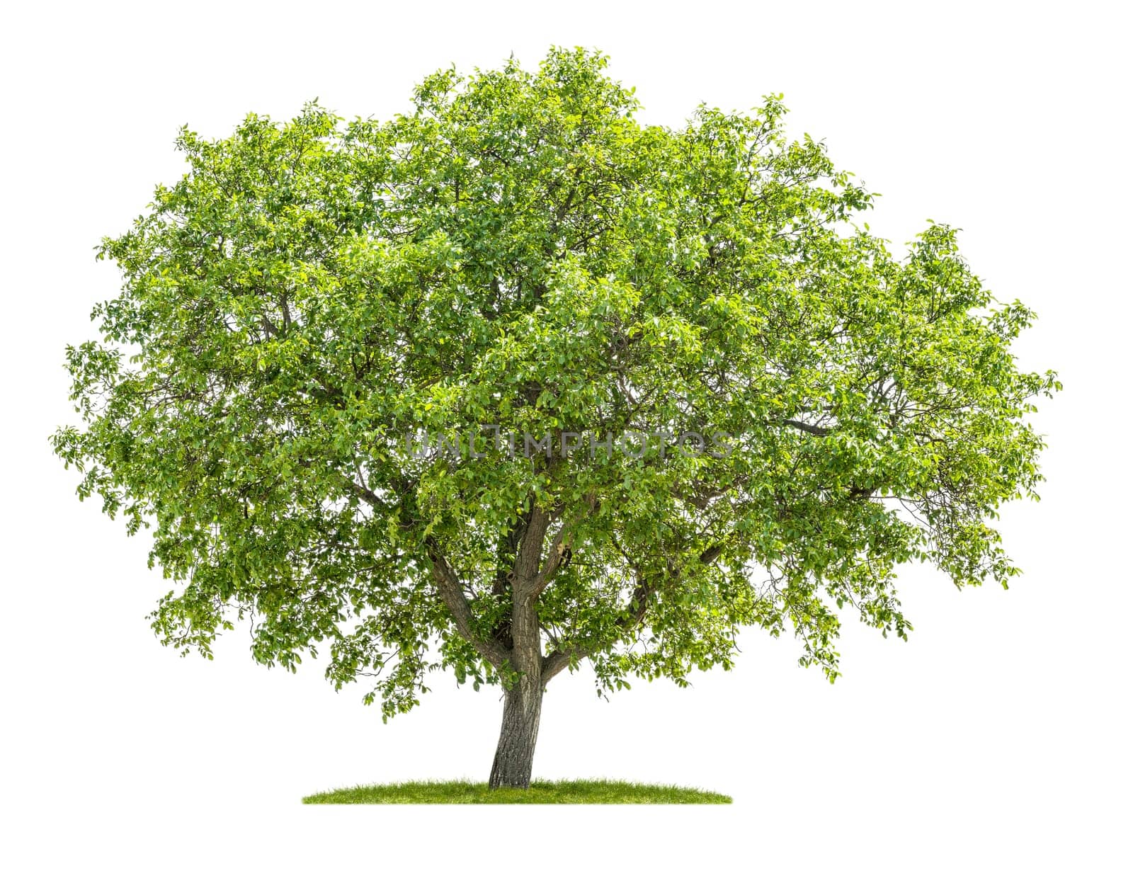 Walnut tree against a white background