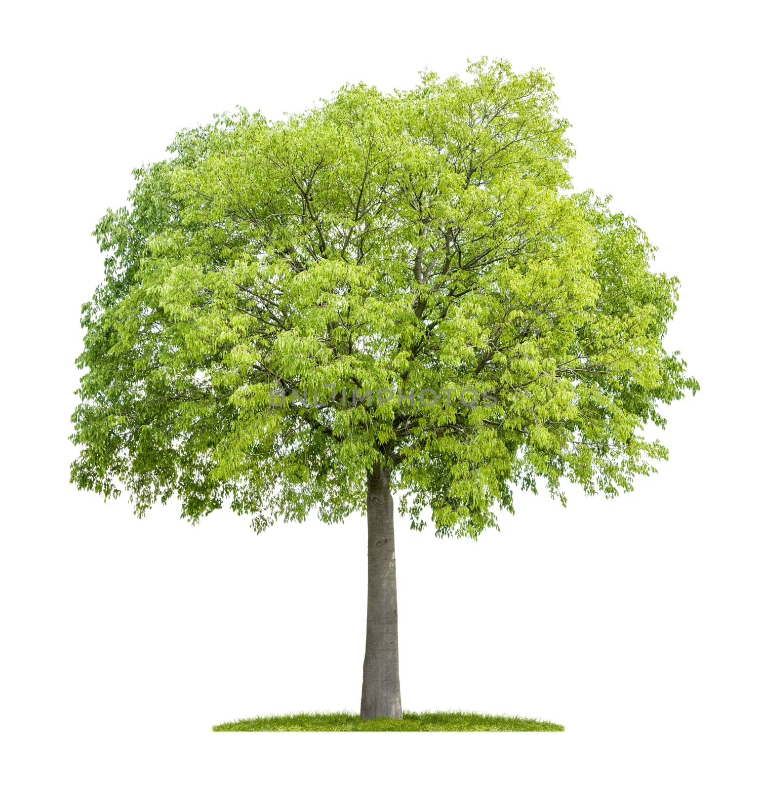 Zürgelbaum against a white background