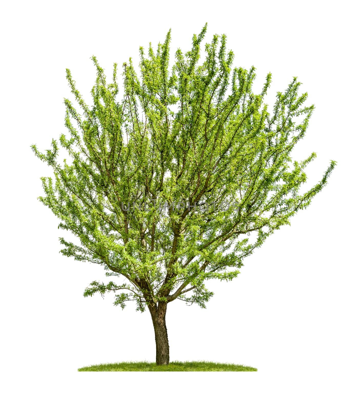 Almond tree against a white background