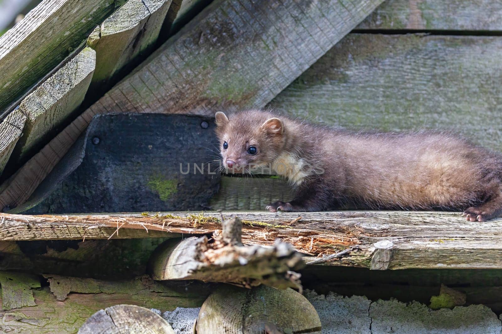 Young marten is posing in an old barn. Horizontally.