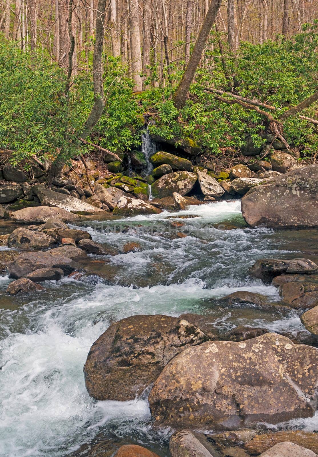 Roaring Stream in the Smoky Mountains in Tennessee