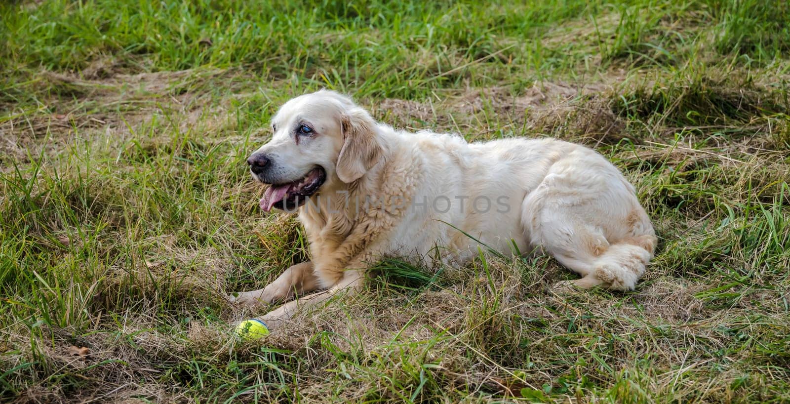 Friendly Retriever senior lies on a meadow