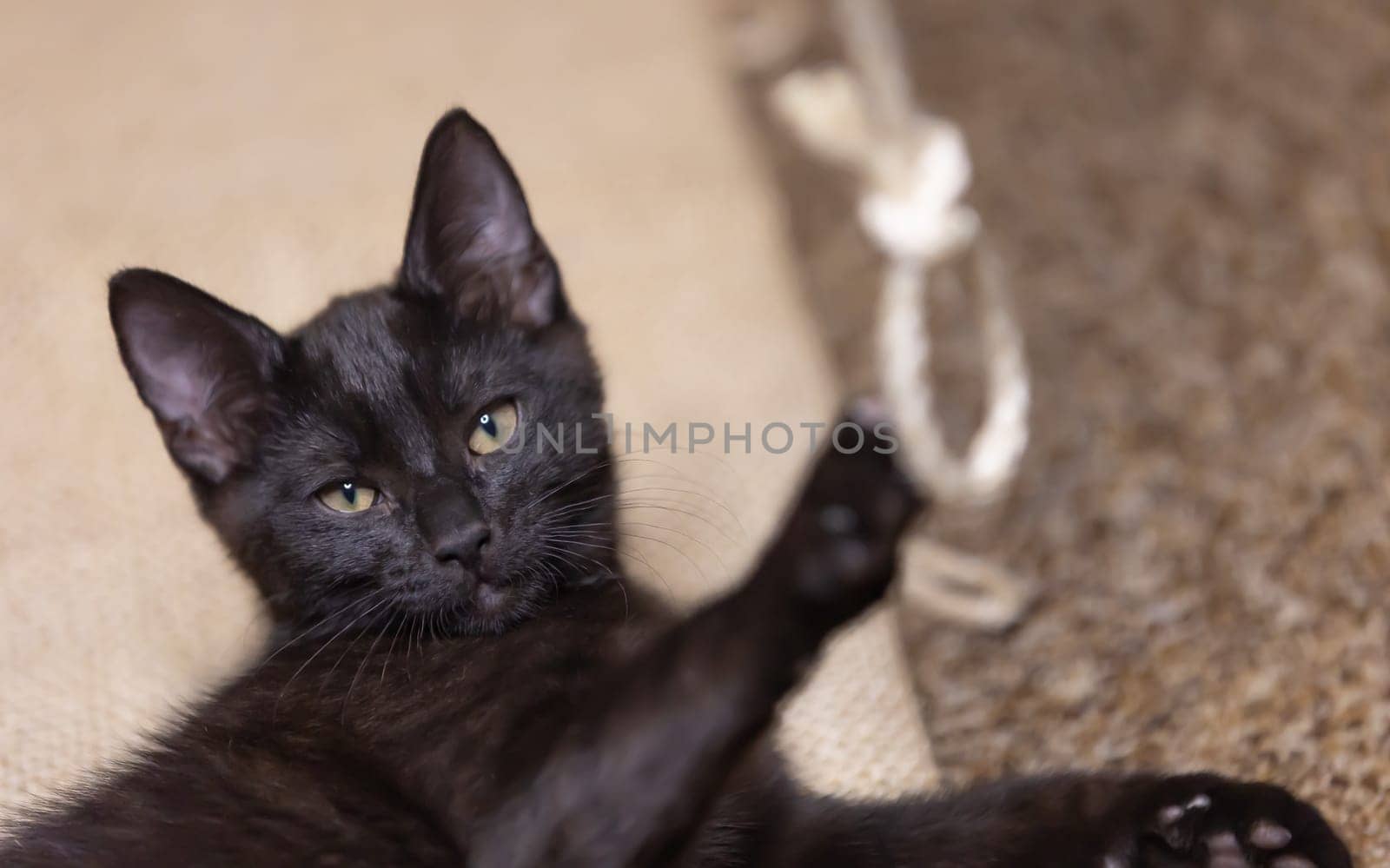 Beautiful black Kitten playing with a rope.