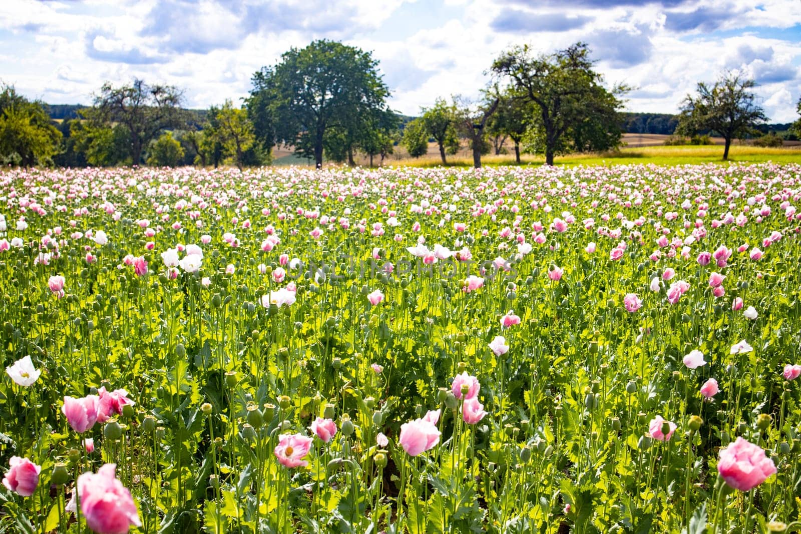 Summer meadow with poppies and beautiful clouds in the sky