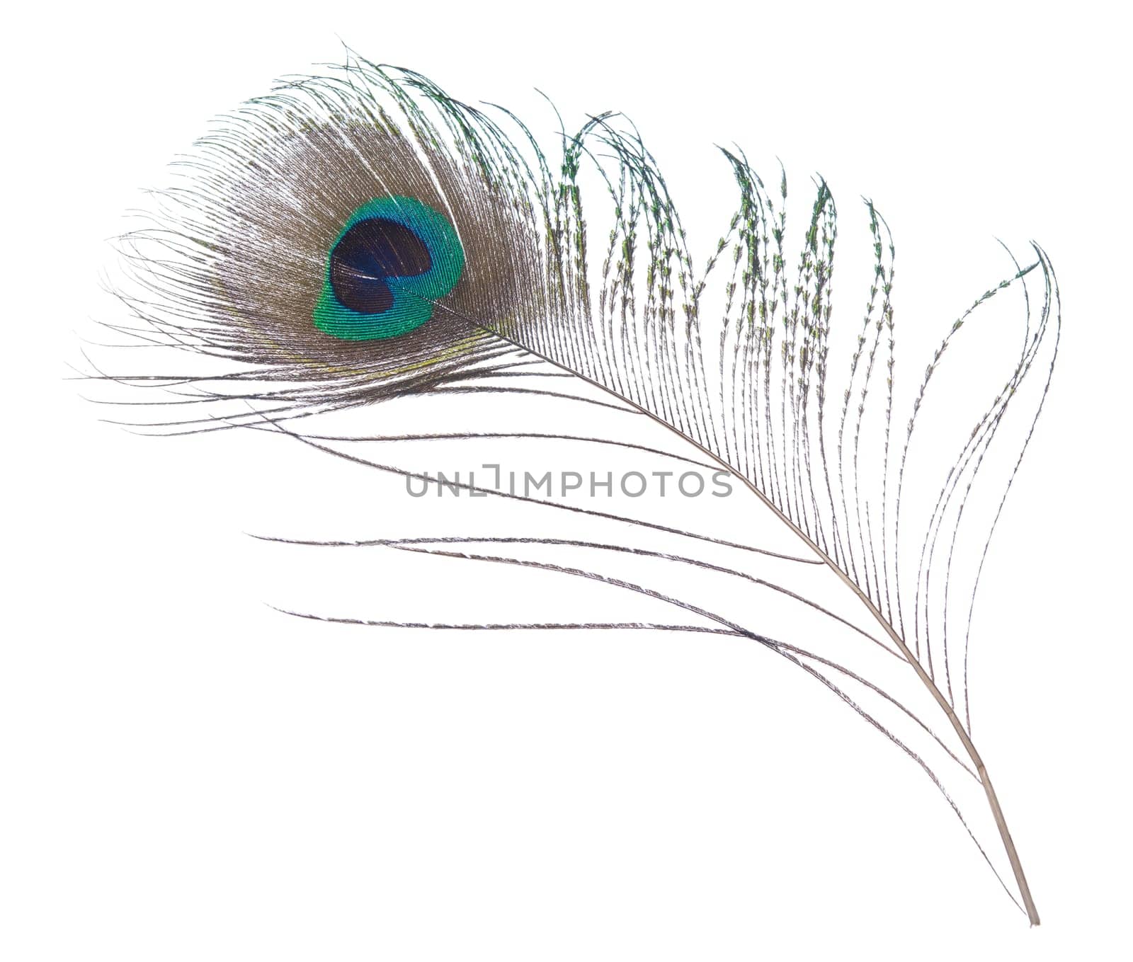 Close-up peacock plume isolated on white background.