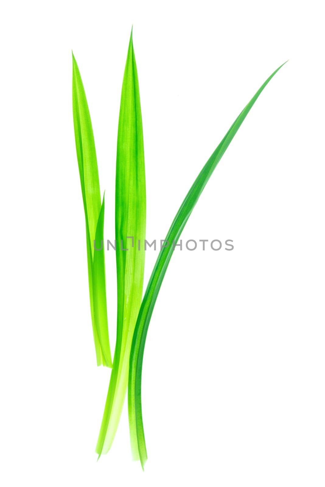 Fresh Pandan leaves isolated on white background, also known as Pandanus Palm , Fragrant Pandan , Pandom wangi.(Pandanus amaryllifolius)