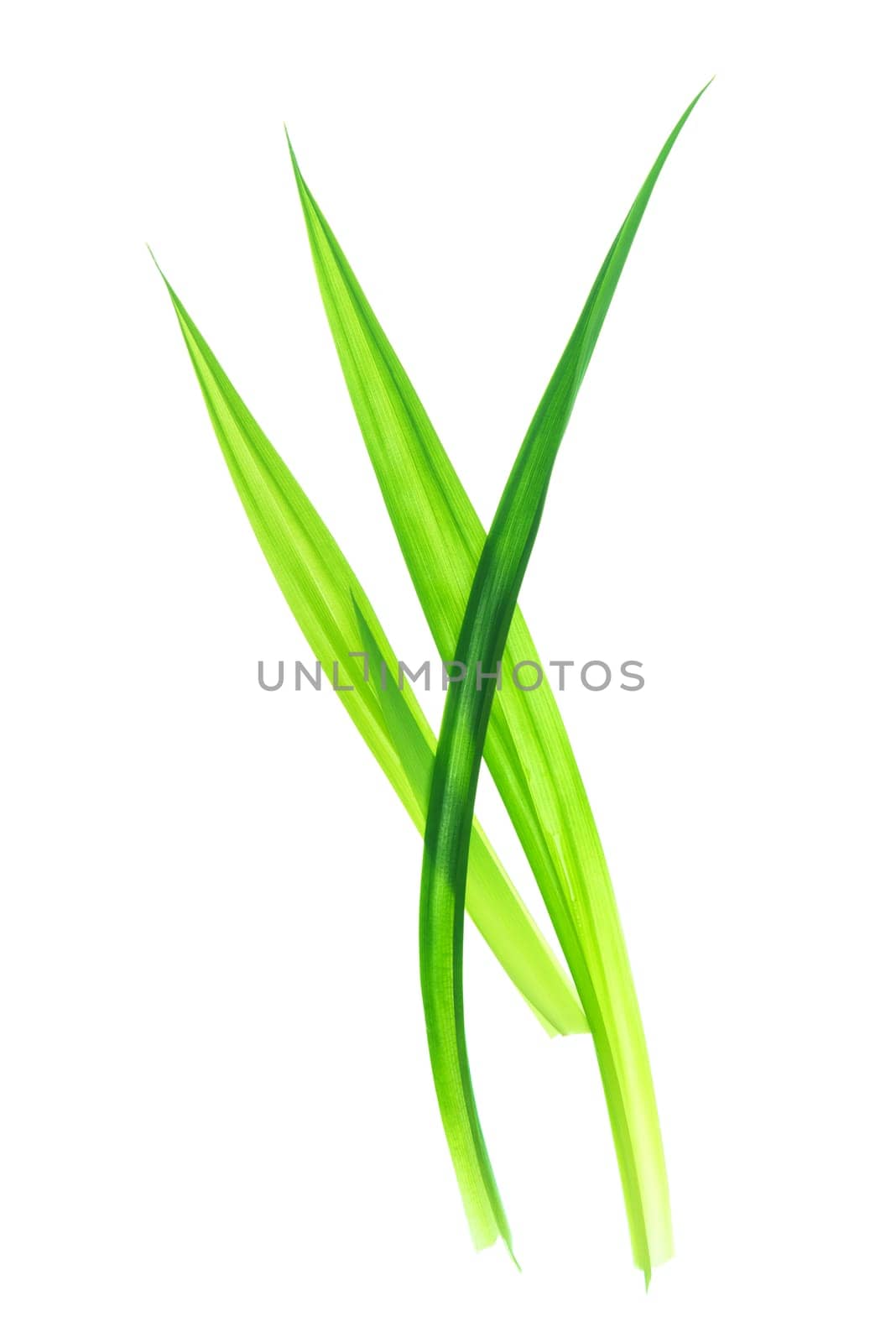 Fresh Pandan leaves isolated on white background, also known as Fragrant Pandan, Pandanus Palm, Pandom wangi.(Pandanus amaryllifolius)