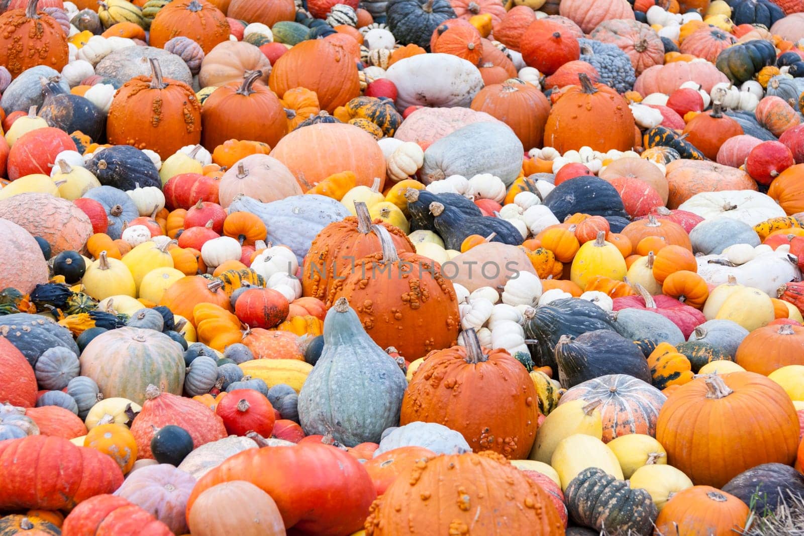 Different maxima and pepo cucurbita pumpkin Pumpkin in Herbs at a market stall