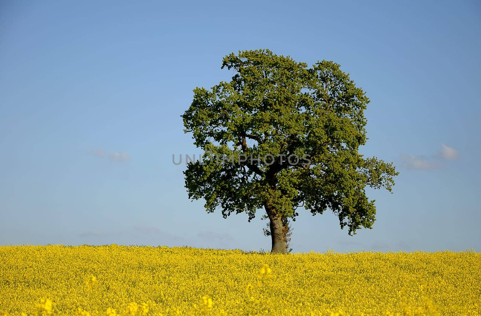 Oak in rapeseed