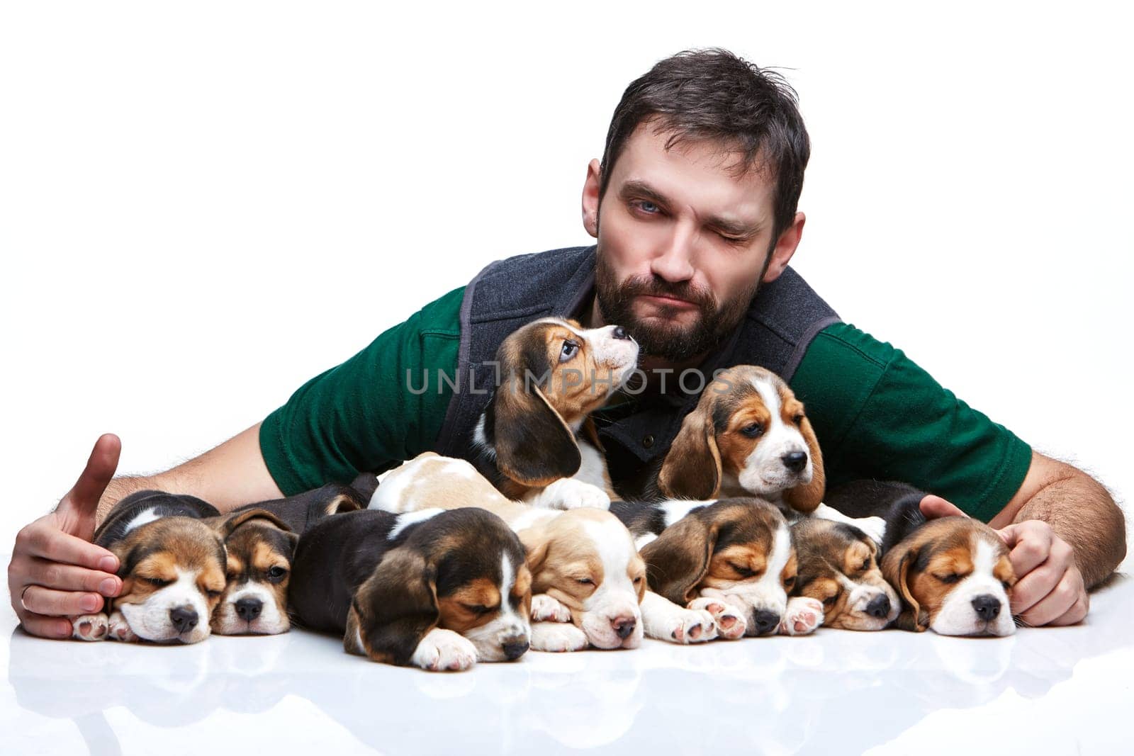 The winking man and big group of a beagle puppies on white background