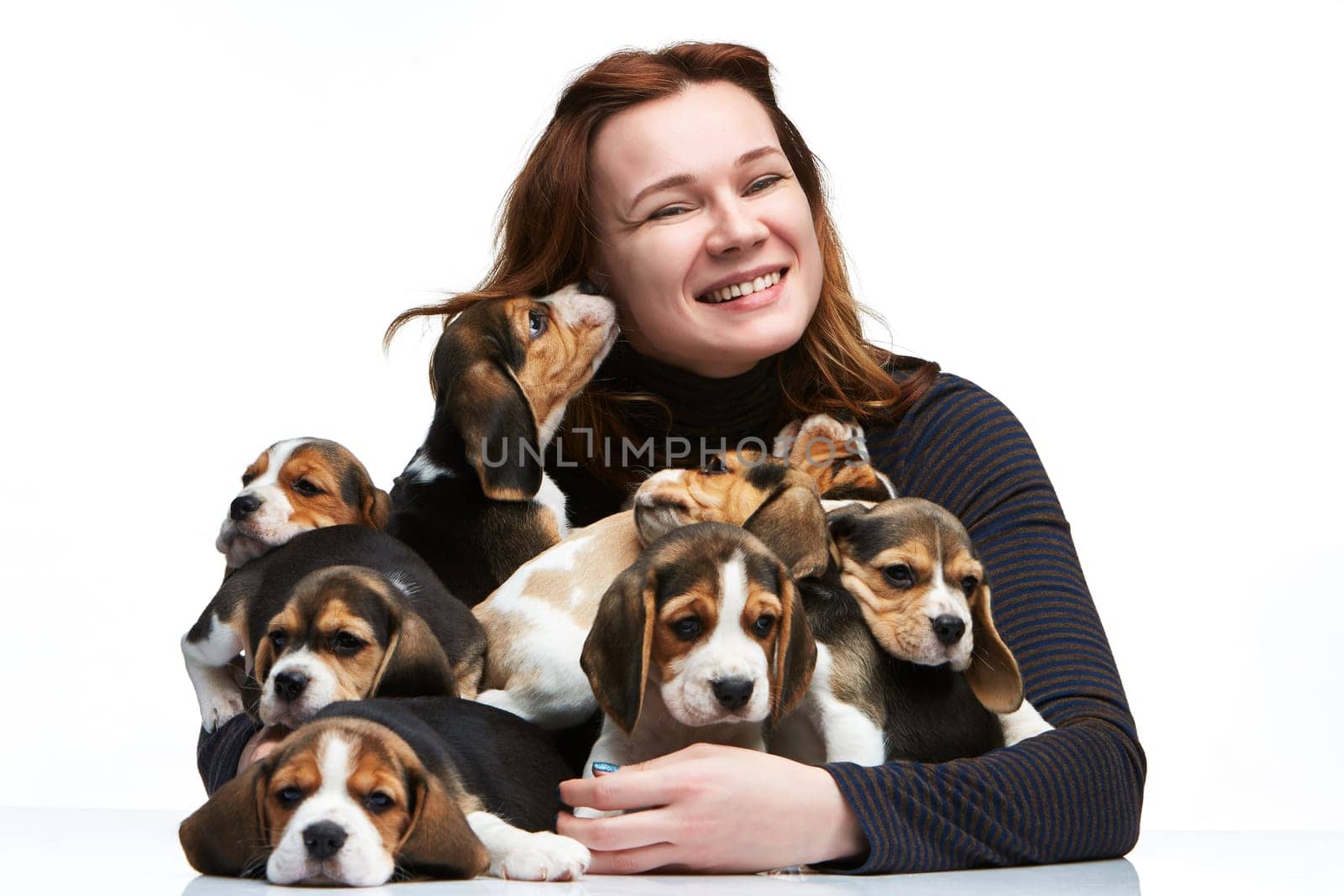 The happy  woman and big group of a beagle puppies on white background