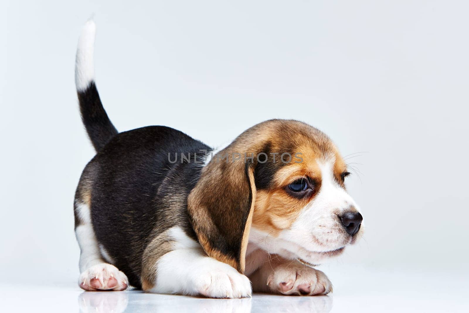 Beagle puppy lying on the white background