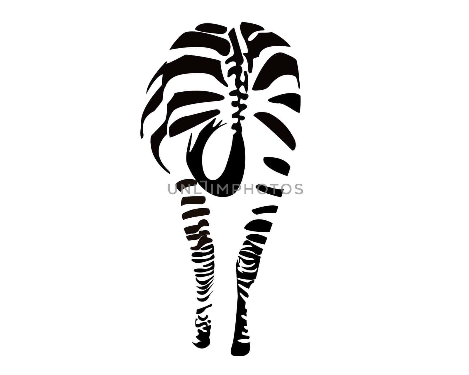 zebra on white background