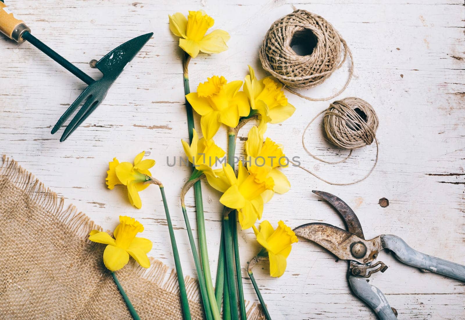 Top view of florist's tool and flower bouquet with narcissus and decorative ribbon.
